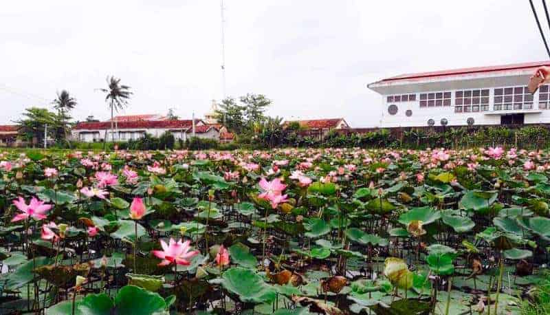 Đi tìm vẻ đẹp chân quê với đầm sen Phú Yên - Ảnh: Nguyễn Thành Long