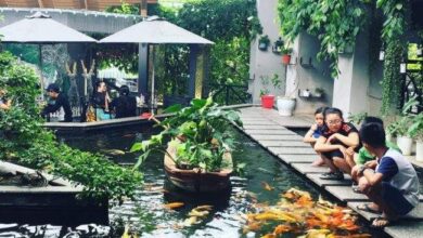 Đến Green cafe  để có những giây phút thư giãn, vui đùa cùng đàn cá tung tăng bơi lội - Ảnh: ken.nguyen.93