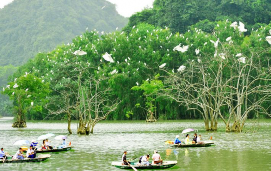 Thuyền là cách di chuyển lý tưởng để cạm nhận hết vẻ đẹp tại Cồn Chim Tuy Phước - Nguồn: Sưu tầm