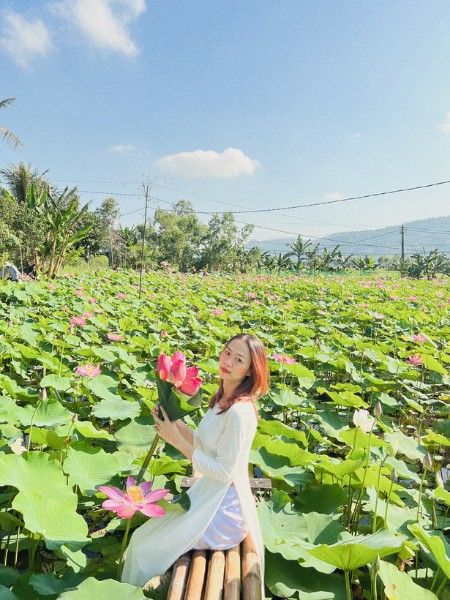 Hồ sen Bình Định. Ảnh: Hạt Sen Quy Nhơn